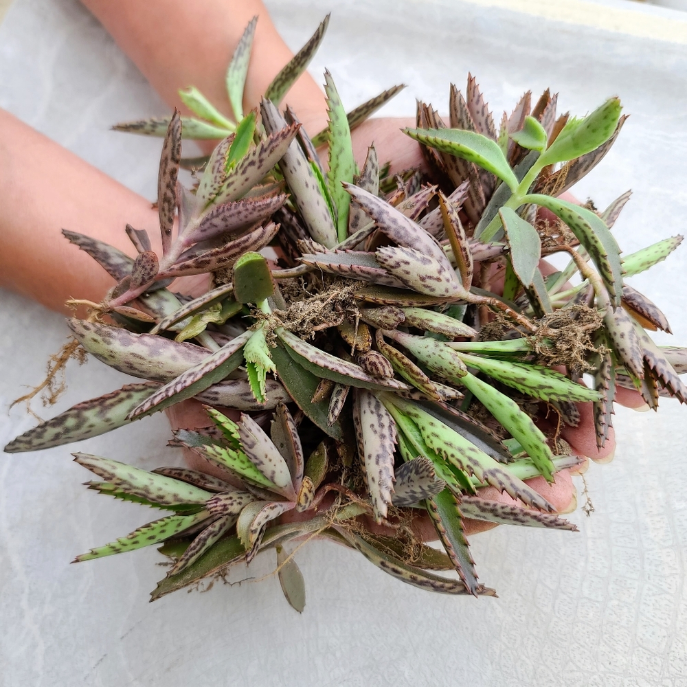 20 Pcs Rooted Mother Of Thousands Succulent Plants